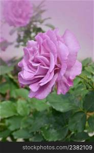 Purple lavender roses flowers plant growing in garden. Mamy Blue blooming flowers.. Mamy Blue rose flowers cultivated in the garden