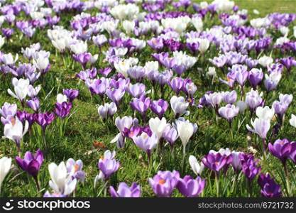 Purple, lila and white crocuses in a field