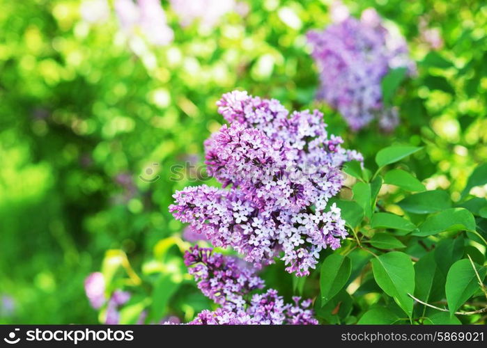 purple lilac bush blooming in May day.