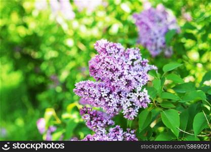 purple lilac bush blooming in May day.