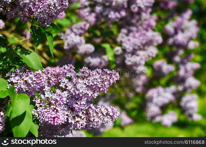 purple lilac bush blooming in May day.