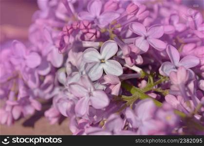Purple lilac flowers as a background. Bouquet of purple lilac flowers on wooden background. Beautiful lilac on a wooden background