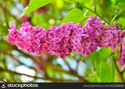 Purple lilac flowers in the afternoon in the spring garden