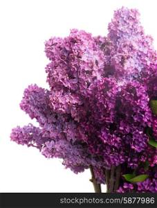 Purple Lilac fresh flowers isolated on white background. Lilac flowers