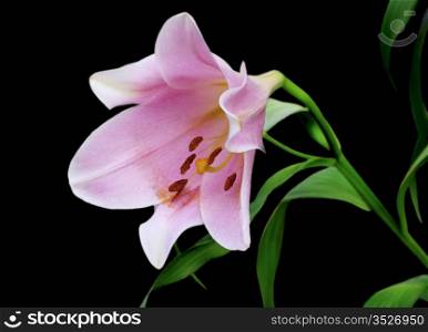 Purple lily on a black background