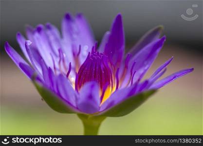 Purple lotus blossoming in nature