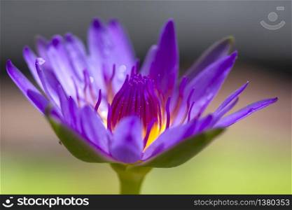 Purple lotus blossoming in nature