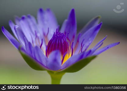 Purple lotus blossoming in nature