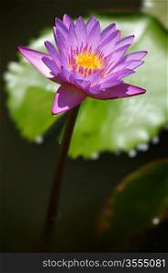 Purple lotus close up