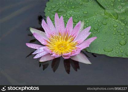 Purple lotus close up, Nelumbo nucifera, Blue water lily, Blue lotus of India
