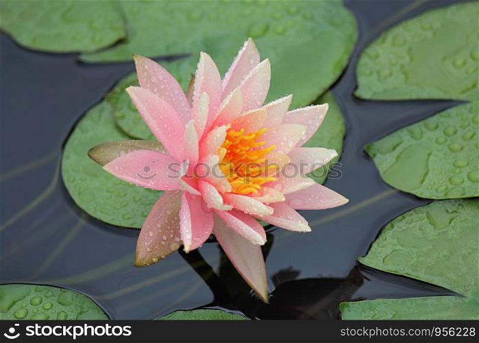 Purple lotus close up, Nelumbo nucifera, Pink water lily,