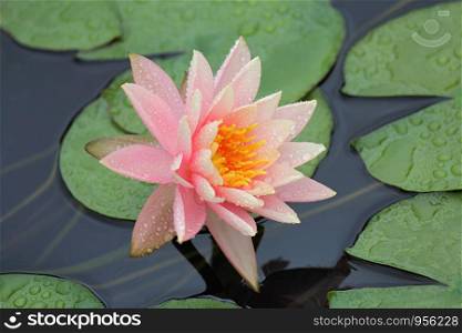 Purple lotus close up, Nelumbo nucifera, Pink water lily,