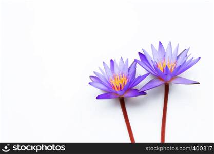 Purple lotus flower blooming on white background. Copy space