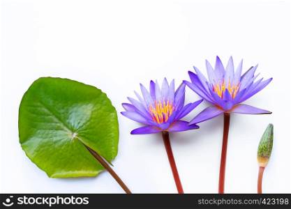 Purple lotus flower blooming on white background. Copy space