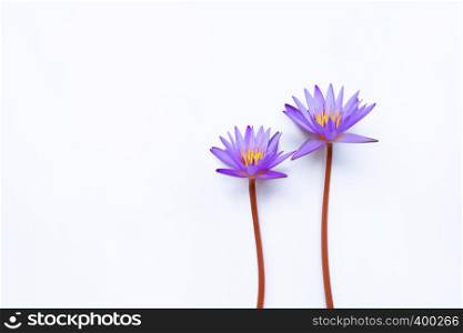 Purple lotus flower blooming on white background. Top view with copy space