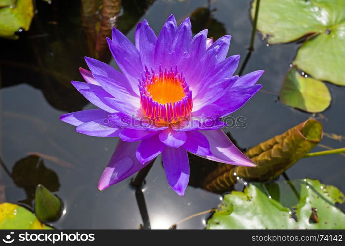 Purple lotus flower floating in water