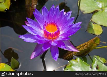 Purple lotus flower floating in water