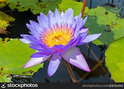 Purple lotus flower floating on water