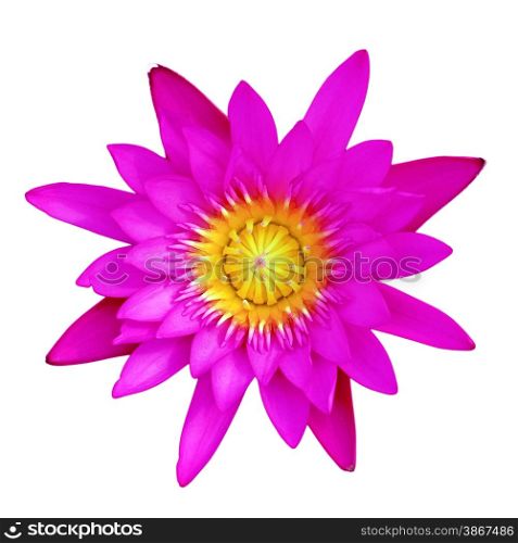 purple lotus flower isolated on white background