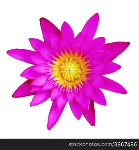 purple lotus flower isolated on white background