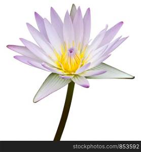 Purple lotus flower isolated on white with clipping path