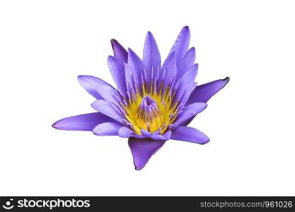 Purple Lotus Flower on a white background.
