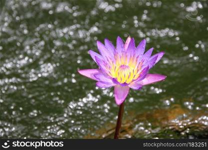 Purple lotus in a morning.