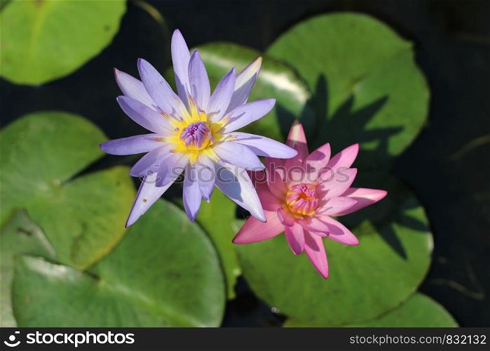 Purple Lotus Nature