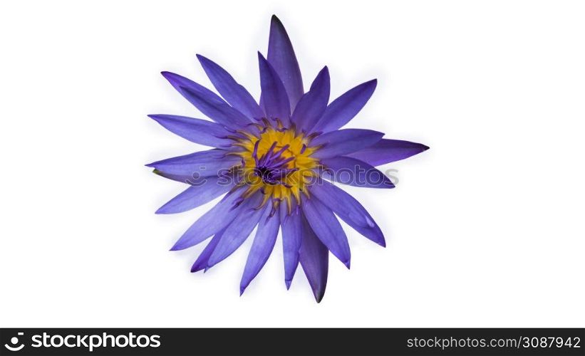 purple lotus on a white background