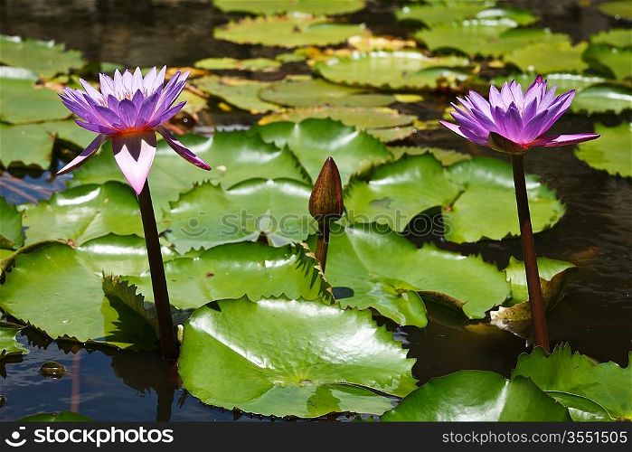 Purple lotuses in water