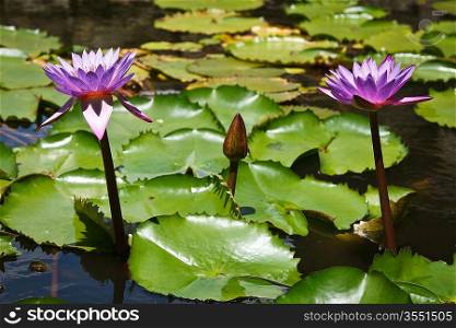 Purple lotuses in water