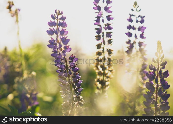 Purple lupines flowers in a field close-up, summer natural habitat background. Tall lush purple lupine flowers, summer meadow