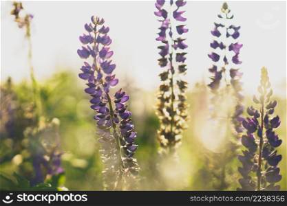 Purple lupines flowers in a field close-up, summer natural habitat background. Tall lush purple lupine flowers, summer meadow