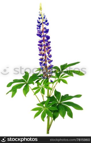 Purple lupines with long stem isolated on white background