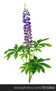 Purple lupines with long stem isolated on white background