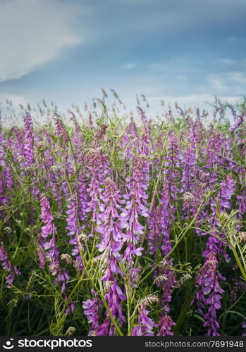 Purple meadow of blooming tufted vetch flowers. Wild vicia cracca, a scrambling plant with violet petals, similar to pea vegetation. Closeup picturesque summer field. Countryside grassland background
