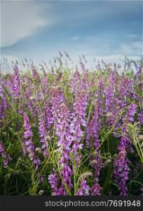 Purple meadow of blooming tufted vetch flowers. Wild vicia cracca, a scrambling plant with violet petals, similar to pea vegetation. Closeup picturesque summer field. Countryside grassland background