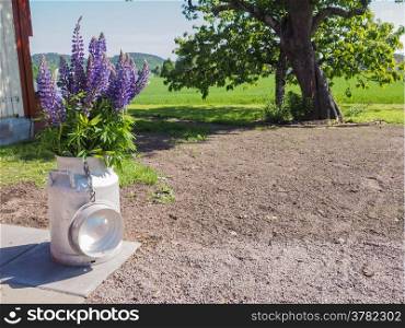 Purple Melbourne flowers in an aluminum milk barrel on a farm