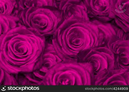 Purple natural roses background