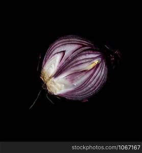 Purple onion in studio on black background