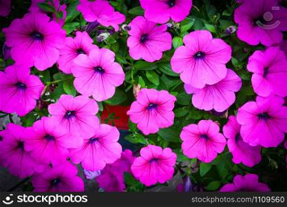 Purple or pink petunia flowers blossom in the spring garden background