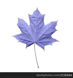 Purple or violet maple leaf isolated white background. Beautiful autumn maple leaf isolated on white. Fall leaf toned in trendy 2022 color.. Purple or violet maple leaf isolated white background. Beautiful autumn maple leaf isolated on white. Fall leaf toned in trendy 2022 color