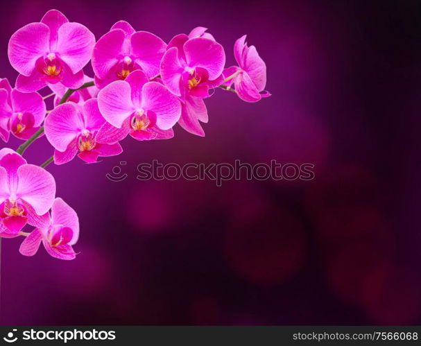 purple orchid branch isolated on white background. purple orchid branch