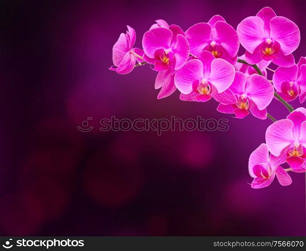 purple orchid branch isolated on white background. purple orchid branch