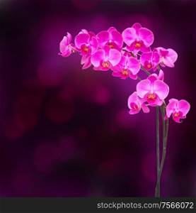 purple orchid branch on dark bokeh background