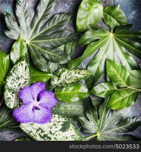 Purple orchid flower and various wet tropical leaves, nature background, top view