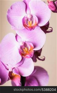 Purple orchid flower very close up as a background