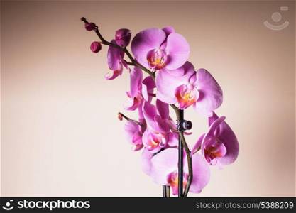 Purple orchid flower very close up as a background