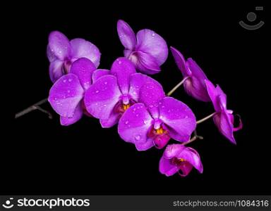 Purple orchid flowers covered with drops of water isolated on black background