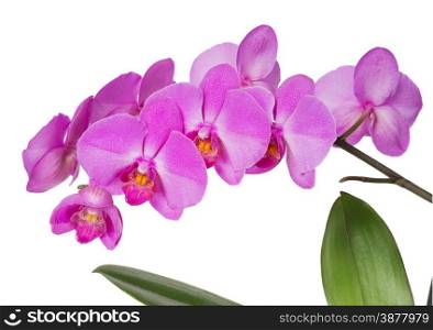Purple orchid flowers isolated on black background
